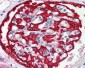FBXW7 Antibody - C-terminal region